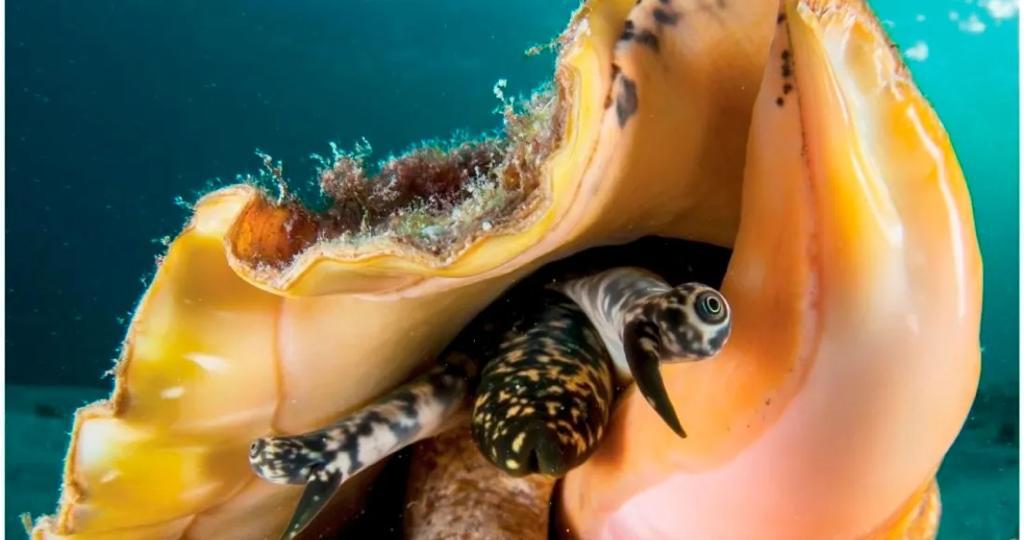 The Fascinating Wildlife of the Riviera Maya Waters - Eating With ...